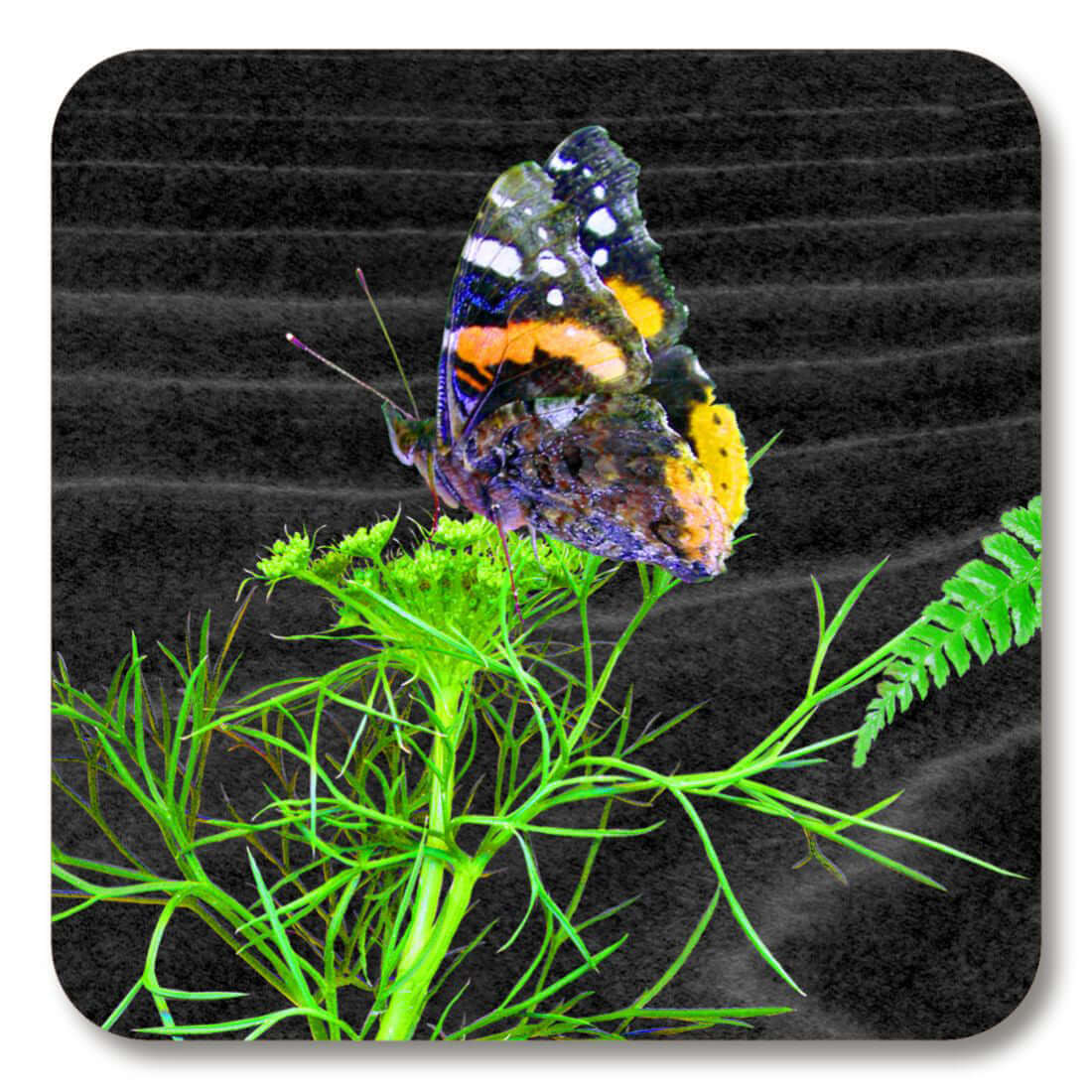 Michael Angove "Black Dill" Square Coaster featuring green dill leaves, ferns, and butterfly on a black background.