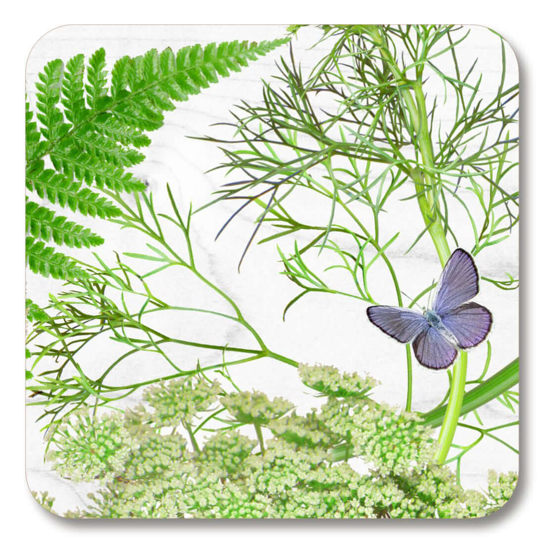 Michael Angove "White Dill" Square Coaster featuring hand-drawn green dill leaves, ferns, and a blue butterfly on a white background.