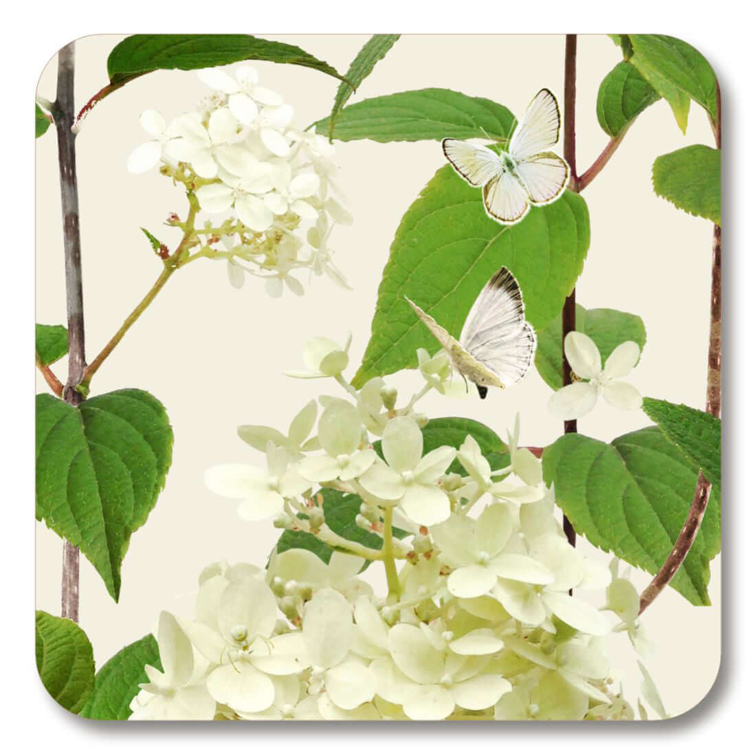 Michael Angove "HYDRANGEA" Square Coaster featuring cream hydrangea flowers and white butterflies on a cream background.